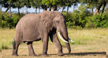African elephants face extinction if not protected