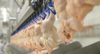 France: No ban on halal slaughter