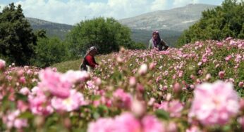 Turkey exports 60M flowers ahead of Int’l Women’s Day