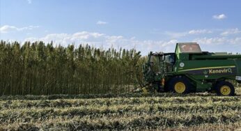 Türkiye’s ‘strategic product’ cannabis’ production, cultivation area on rise